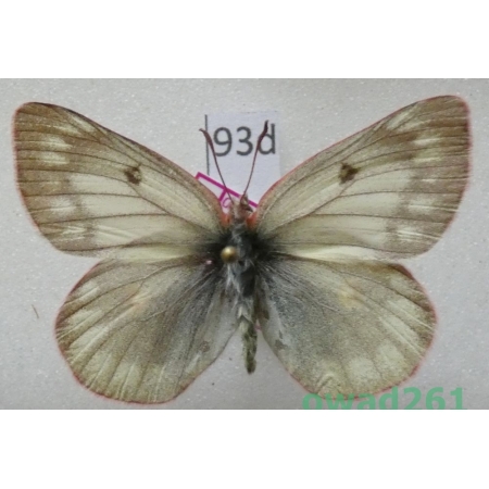 Colias nastes aliaska O. Bang-Haas, 1927 Canada93d